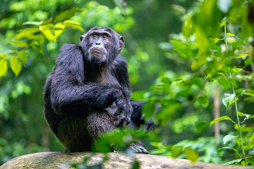 7 Days Chimpanzee Habituation and Birding Watching tour 