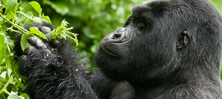 18 Days Uganda and Rwanda Safari
