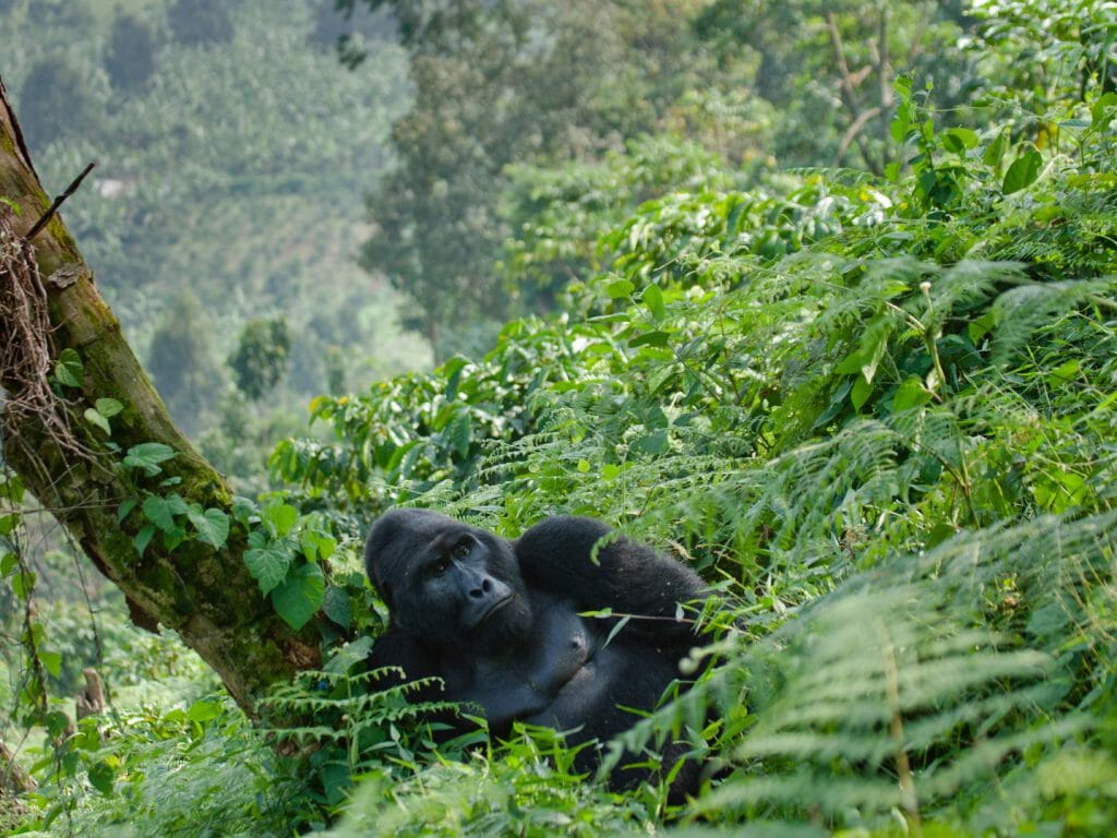 5 days Mount Nyiragongo and Bwindi gorilla trekking safari