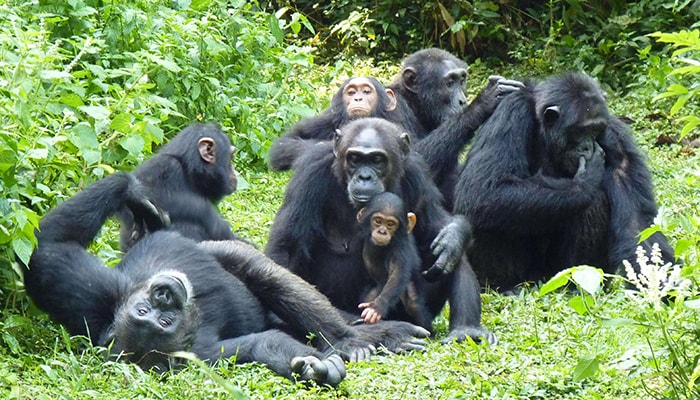 7 Days Murchison Falls And Kibale Chimpanzee Trekking Safari