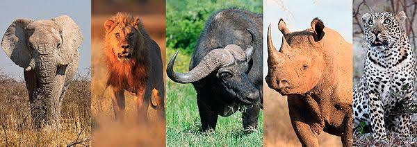 The Big Five Animals In Rwanda