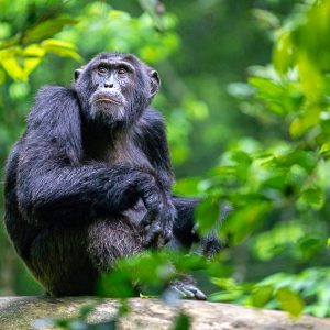 Kibale-Uganda-Chimpanzees-4-1481eda729e3-1.jpg