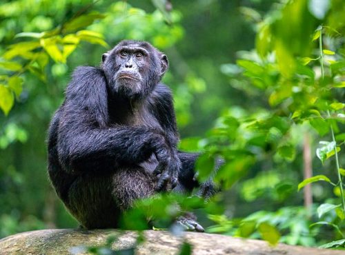 Kibale-Uganda-Chimpanzees-4-1481eda729e3-1.jpg