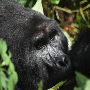 Uganda-Gorillas-1.jpg